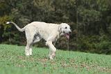 IRISH WOLFHOUND 167